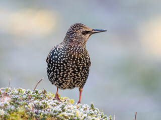 Star (Sturnus vulgaris)