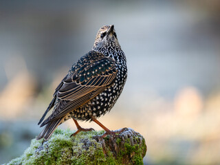 Star (Sturnus vulgaris)