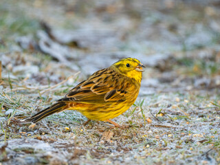 Goldammer (Emberiza citrinella)