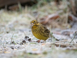 Goldammer (Emberiza citrinella)
