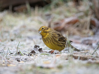 Goldammer (Emberiza citrinella)