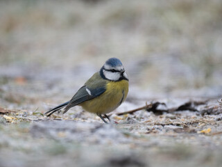 Obraz premium Blaumeise&nbsp;(Cyanistes caeruleu)