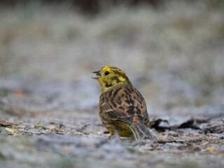 Naklejka premium Goldammer (Emberiza citrinella)