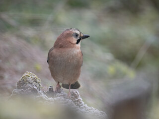 Eichelhäher (Garrulus glandarius)