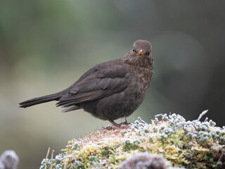 Amsel (Turdus merula)