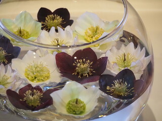 フローティングフラワー　クリスマスローズ