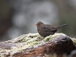 Amsel (Turdus merula)
