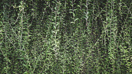 A dense curtain of cascading green foliage creates a textured, natural backdrop, evoking a sense of tranquility and organic beauty