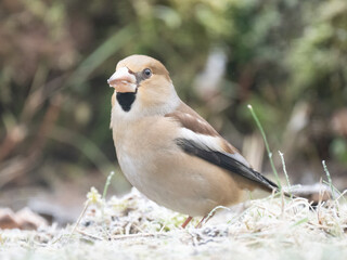 Kernbeißer (Coccothraustes coccothraustes)