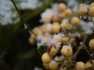 雪が降る12月のシロナンテンの白い実