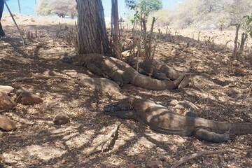 Komodo Dragon