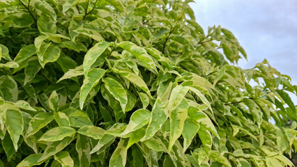Obraz premium A vibrant bush of variegated leaves, showcasing a mix of green and creamy white, creates a lush and textured natural scene against a soft sky