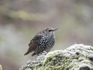 Star (Sturnus vulgaris)
