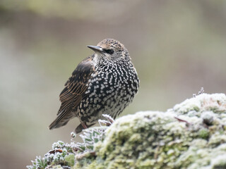 Star (Sturnus vulgaris)