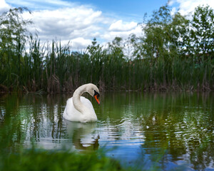 Beautiful summer and wildlife nature background. Landscape in green colors with beautiful white swan on a lake. © Alena