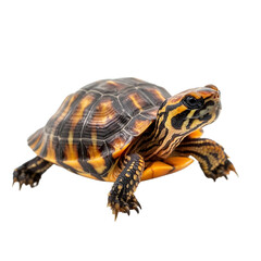 Obraz premium a small turtle on a transparent background, PNG image, PNG file, Generative art.