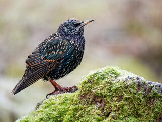 Star (Sturnus vulgaris)