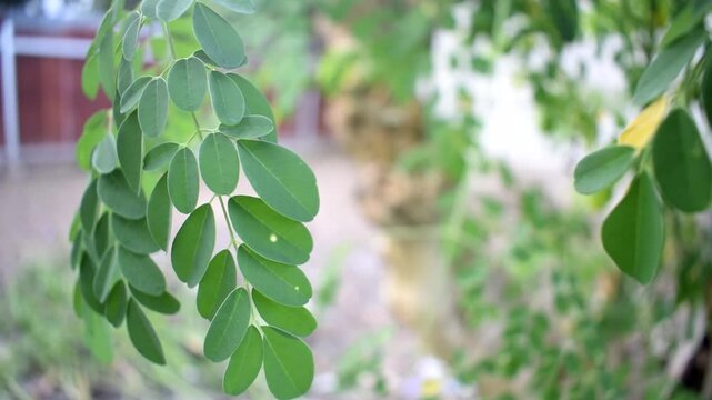 Green Moringa Oleifera Leaves Moving in the Wind, these leaves can be used as herbal medicine.