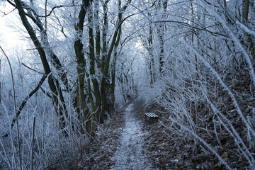 Bench inviting hikers to rest on snowy path in frozen forest