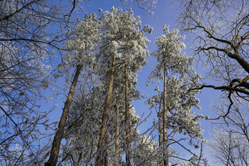 Frozen pine trees reaching for the blue sky in winter forest