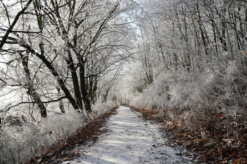 Snowy path winding through frozen forest in winter