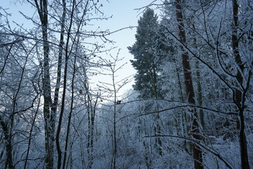 Fototapeta premium Frozen trees covered with snow in winter forest