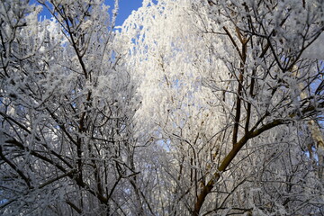 Frost covering branches of trees in winter forest on sunny day