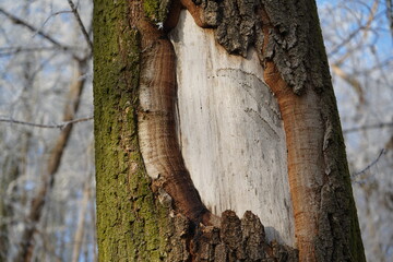 Close up of damaged tree bark showing healing process in forest