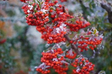 Red berries covered with frost on a branch in winter