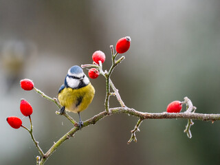 Blaumeise (Cyanistes caeruleu)