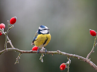 Blaumeise (Cyanistes caeruleu)