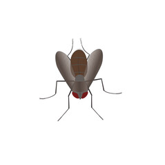 Flies on a white background, Flies are carriers of cholera.