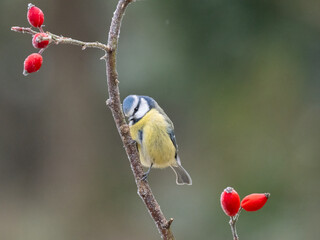 Blaumeise (Cyanistes caeruleu)