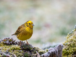 Goldammer (Emberiza citrinella)