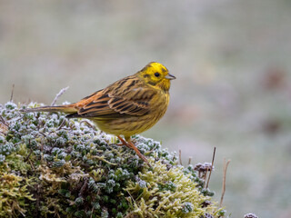 Goldammer (Emberiza citrinella)