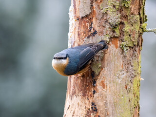 Kleiber (Sitta europaea)
