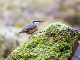 Kleiber (Sitta europaea)