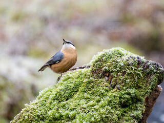 Kleiber (Sitta europaea)