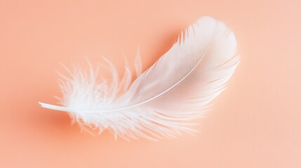 Single white feather on a peach background.