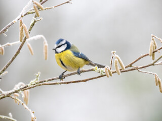 Blaumeise (Cyanistes caeruleu)