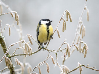 Kohlmeise (Parus major)