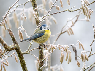 Blaumeise (Cyanistes caeruleu)