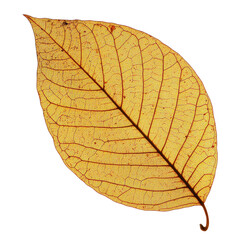 Obraz premium Close-up of a single orange leaf featuring detailed veins and vibrant autumn colors