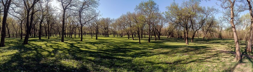 Fototapeta premium Serene Spring Landscape with Sparse Trees and Lush Green Grass in a Panoramic View Under a Clear Blue Sky at Midday