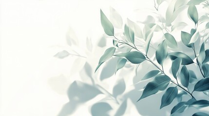 Soft light illuminates teal leaves and casts shadows on a white background.