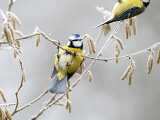 Blaumeise (Cyanistes caeruleu)