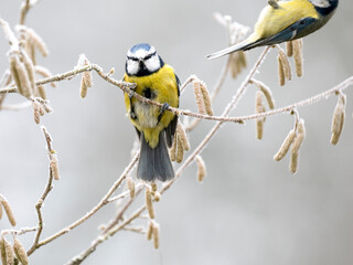 Blaumeise (Cyanistes caeruleu)