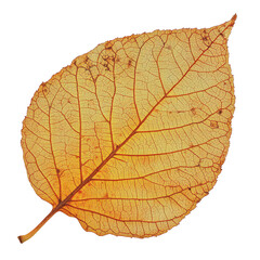 Obraz premium Close-up of a single orange leaf featuring detailed veins and vibrant autumn colors