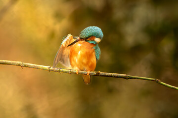 kingfisher on branch