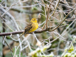 Goldammer (Emberiza citrinella)